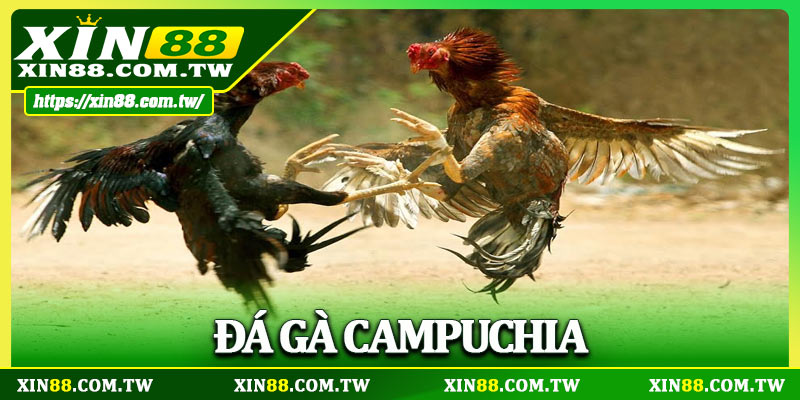 Đá Gà Campuchia