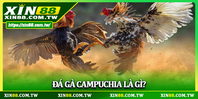 Đá gà Campuchia là gì?