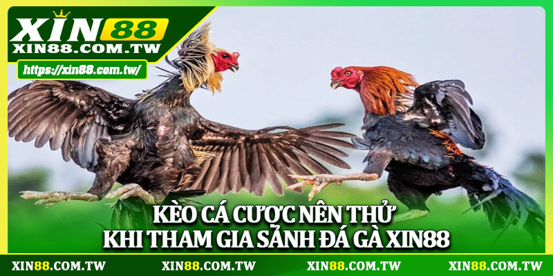 Kèo cá cược nên thử khi tham gia sảnh đá gà XIN88