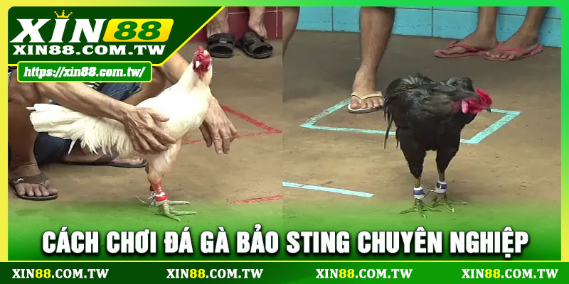 Cách chơi đá gà bảo sting chuyên nghiệp