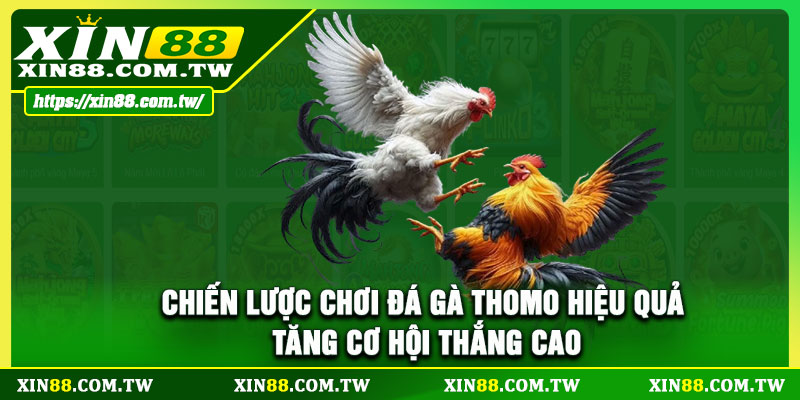 Chiến lược chơi đá gà Thomo hiệu quả, tăng cơ hội thắng cao