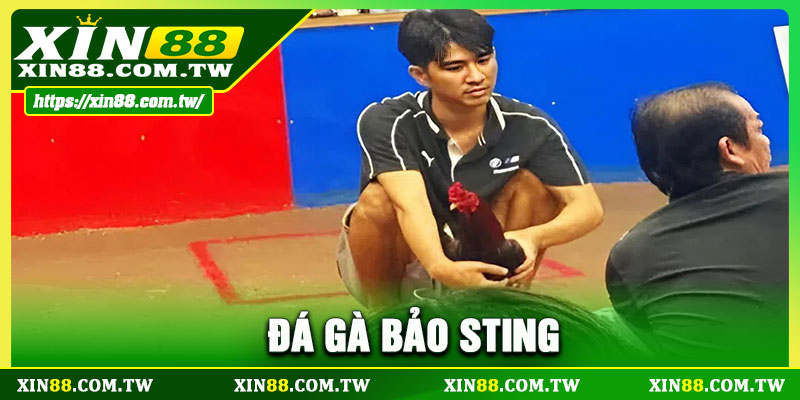 Đá Gà Bảo Sting
