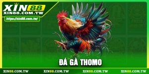 Đá Gà Thomo