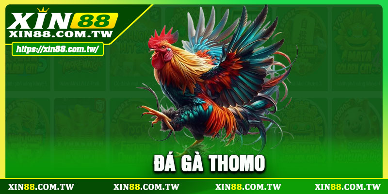 Đá Gà Thomo