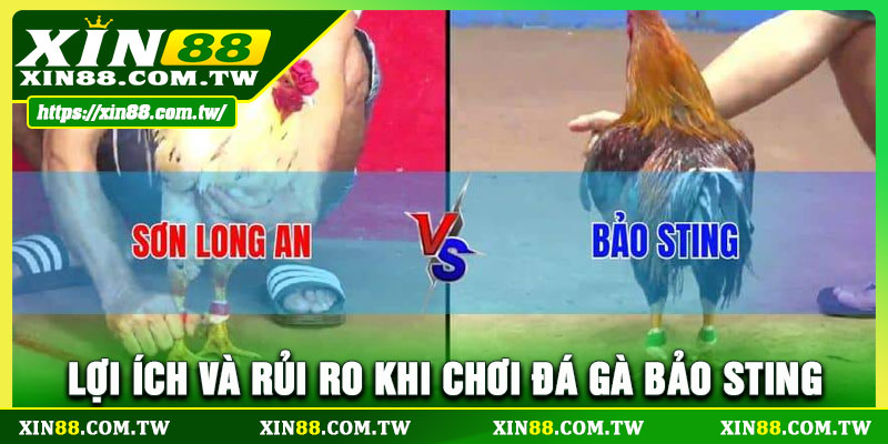 Lợi ích và rủi ro khi chơi đá gà bảo sting
