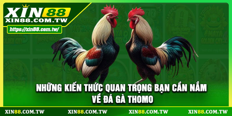 Những kiến thức quan trọng bạn cần nắm về đá gà Thomo