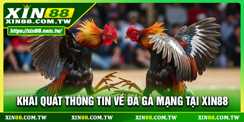 Khái quát thông tin về đá gà mạng tại Xin88