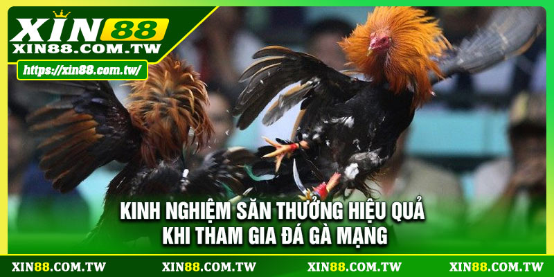 Kinh nghiệm săn thưởng hiệu quả khi tham gia đá gà mạng 